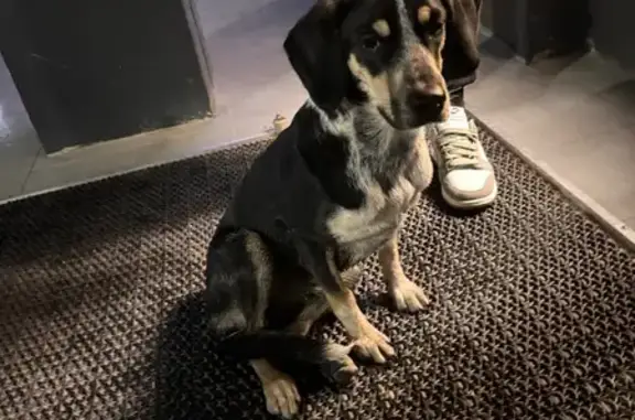 Найдена собака, ул. Снесарева 10 к1, Краснодар