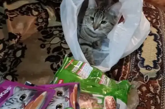 Кошки потеряшки, Ярославль, фото: Потеряшка кошка, Старый Костромской пер., 3