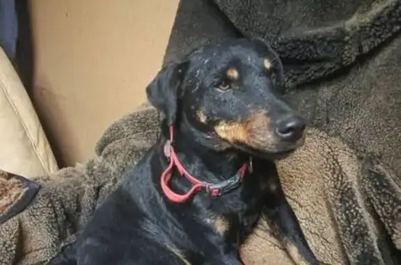 Собаки потеряшки, Прохладное, фото: Потеряшка собака, Тихий тупик 5, Прохладное