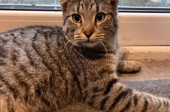 Найдена кошка, Калининград, фото: Найдена кошка, ул. Емельянова, 234А