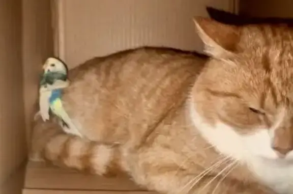 Пропала кошка в Сырково, Новгородская обл.