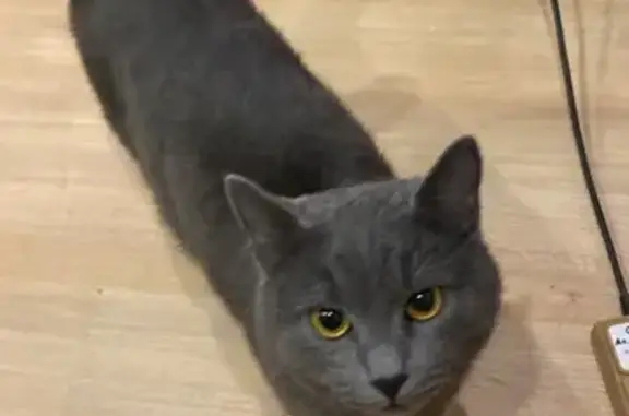 Найдена кошка, Томск, фото: Кошка найдена, ул. Ивановского, 16, Томск