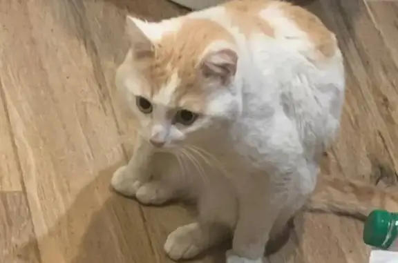 Кошки потеряшки, Томск, фото: Потеряшка кошка, Ново-Карьерный, Томск