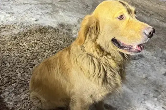 Пропала собака, Воскресенская 20, Казань