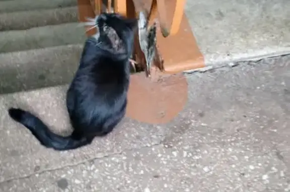 Найденные животные Комсомольск-на-Амуре, фото: Красивая кошка на пр. Ленина, 10