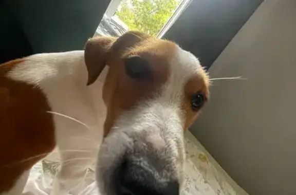 Пропала собака на Малюгиной, 286/69