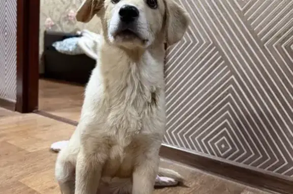 Найдена собака, Самара, фото: Собака найдена: Бобруйская ул, 89, Самара