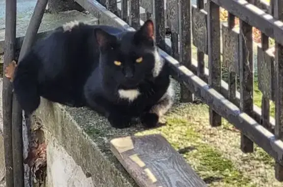 Черный кот найден: Партизанская 1В, Ставрополь