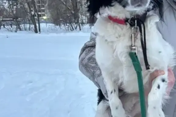 Найдена собака, Барнаул, фото: Собака найдена: ул. Исакова 227, Барнаул