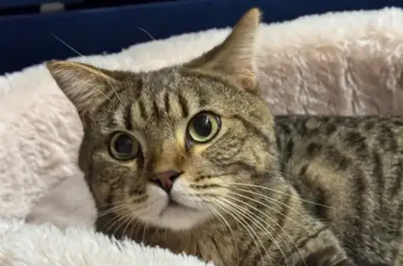 Найдена кошка, Тюмень, фото: Кошка найдена: Широтная улица, Тюмень