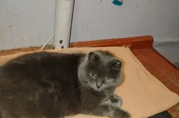 Объявления о пропавших и найденных животных, Качканар, фото: Кошка найдена: Качканар, ул. 105