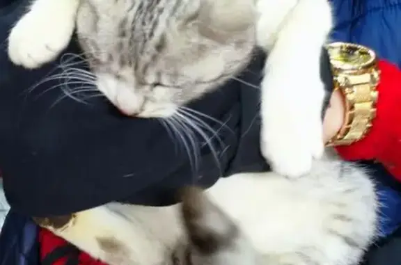 Найдена кошка, Краснодар, фото: Кошка найдена: Рашпилевская 137, Краснодар