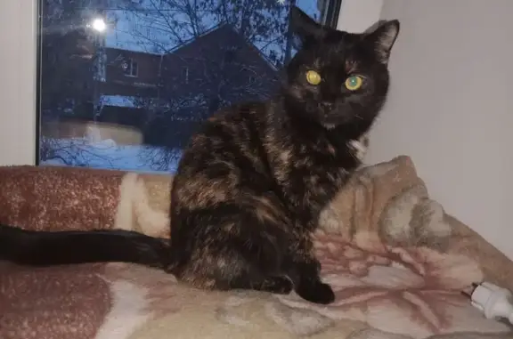 Найдена кошка, Челябинск, фото: Кошка найдена, Мебельная ул., Челябинск