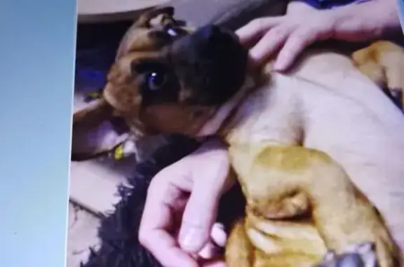 Пропала собака в Петропавловске-Камчатском