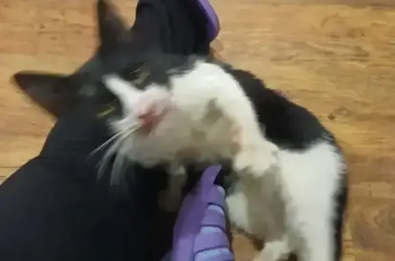 Найдена кошка, Невинномысск, фото: Кошка найдена у магазина, Энгельса 132