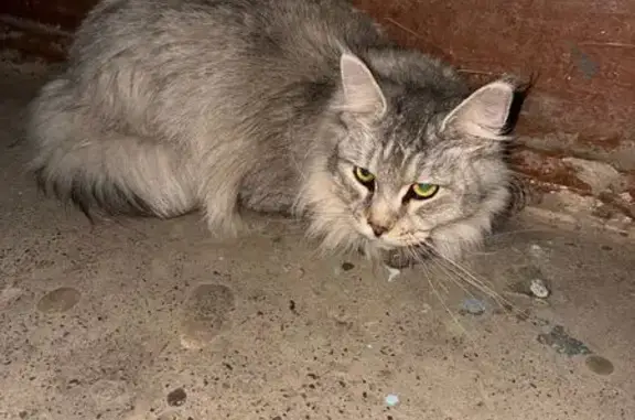 Найдена кошка, Ростов-на-Дону, фото: Найдена кошка, Казахская ул., Ростов-на-Дону