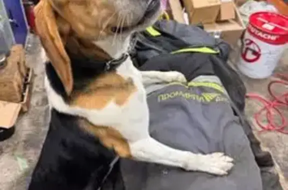 Найдена собака, Казань, фото: Найдена собака с ошейником, Казань