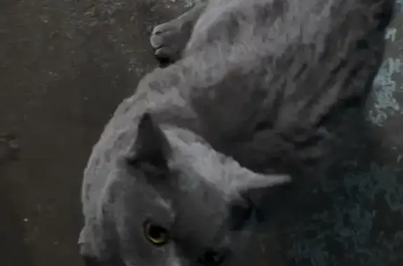 Найдена кошка, Чита, фото: Британская кошка найдена, Малая ул. 6, Чита