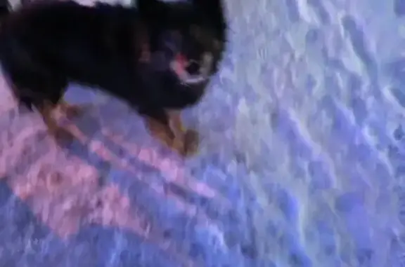 Найдена собака, Пенза, фото: Собака найдена: пр. Победы, Пенза