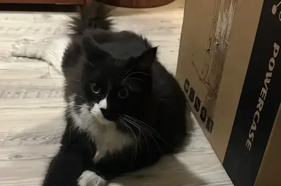 Найдена кошка, Москва, фото: Кошка найдена: Ленинский проспект, 139