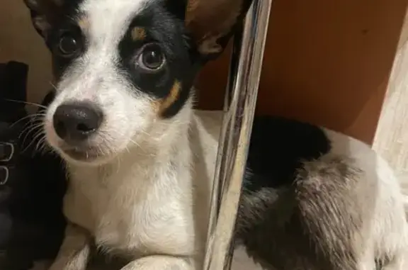 Найдена собака, Омск, 4-й Енисейский