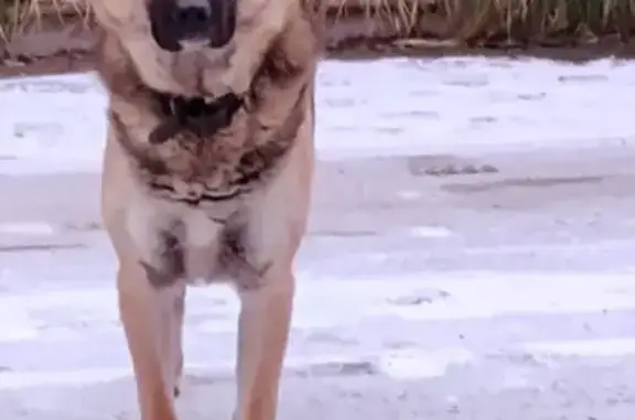 Найдена собака, Солослово, фото: Собака найдена: 578, Солослово