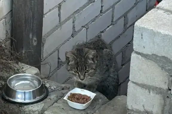 Найдена кошка, Воронеж, фото: Кошка найдена, Липовая 29, Воронеж