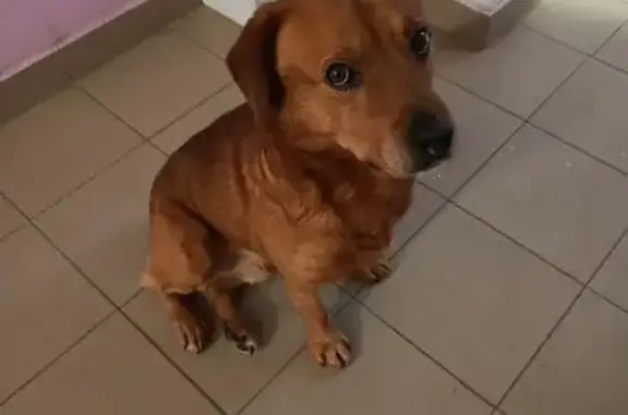 Найдена собака, Новочебоксарск, фото: Собака у подъезда: Советская, 21, Новочебоксарск