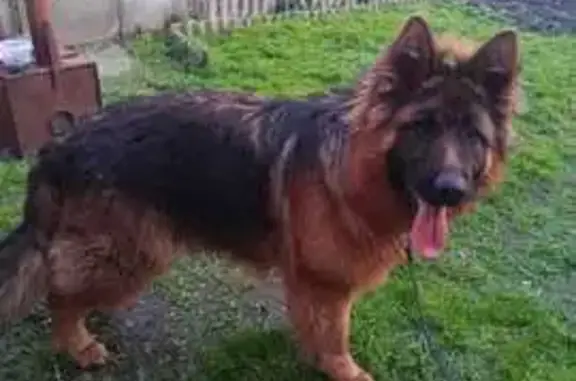 Собаки потеряшки, Новосибирск, фото: Потеряшка собака на Пржевальского, 19