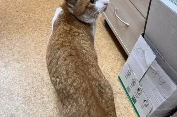 Найдена кошка, Саратов, фото: Кошка найдена: ул. М. Горького, 48, Саратов