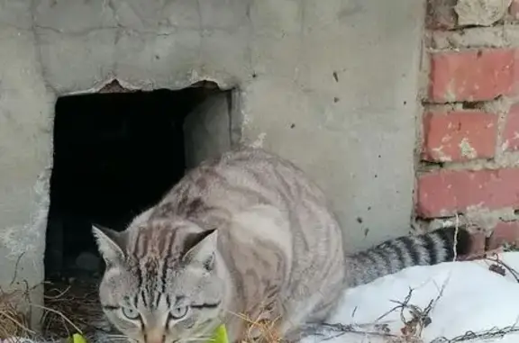 Найдена кошка, Екатеринбург, фото: Котик найден, Шефская 91 к5, Екатеринбург