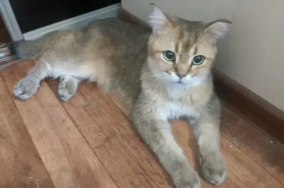 Найдена кошка, Новосибирск, фото: Кошка найдена: Новогодняя ул. 34/1, Нск