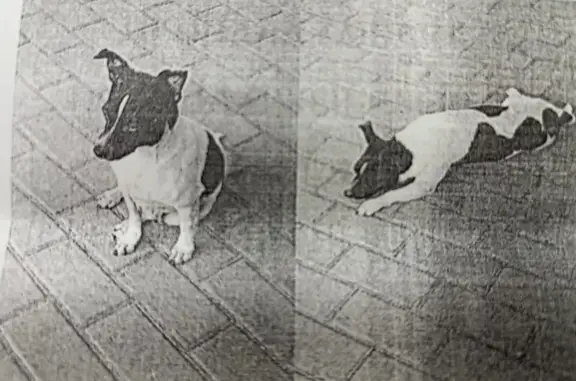 Пропала собака Джерри, Сормовская, Краснодар