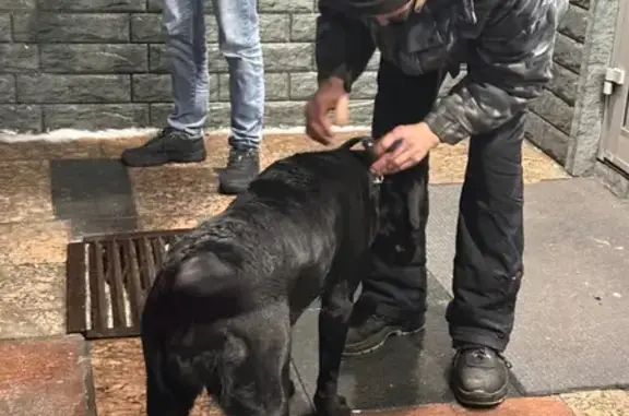 Найдена собака, Мурманск, фото: Собака найдена: Домостроительная 16, Мурманск