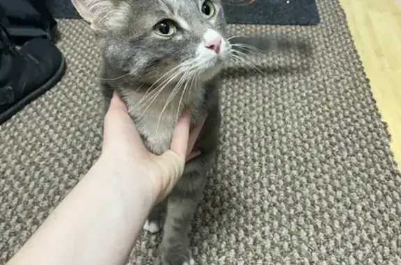 Найдена кошка, Петропавловск-Камчатский, фото: Крупная кошка найдена на б-р Пийпа, 2