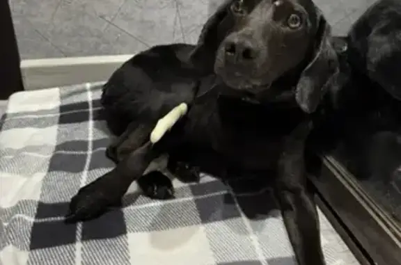 Пропала собака, Приморский край