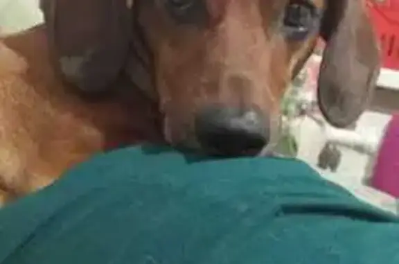 Потерянные животные Ижевск, фото: Пропала собака на ул. Пойма, 38, Ижевск