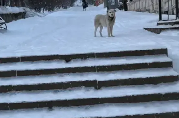 Найдена собака, Златоуст, фото: Собака найдена на ул. Ленина, 18, Златоуст