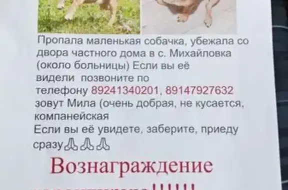 Пропала собака, Рыжая Михайловка, ПК