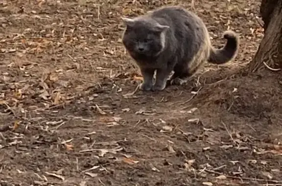 Найдена кошка, Москва, фото: Кошка найдена на Большой Серпуховской, 64