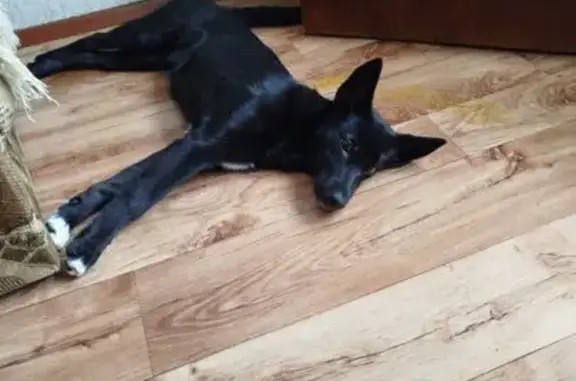 Найдена собака, Омск, фото: Собака найдена, ул. Энергетиков 66А, Омск