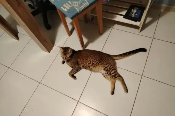 Найдена кошка, Темрюк, фото: Кошка найдена на ул. Анджиевского, Темрюк