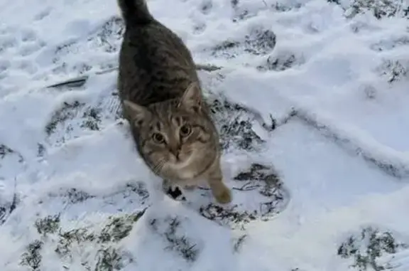 Найдена кошка, Гатчина, фото: Кошка найдена: 41К-010, 12, Торфопредприятие