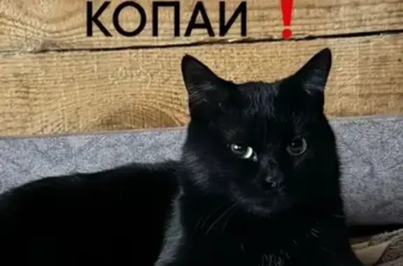 Кошки потеряшки, Иркутск, фото: Потеряшка кошка, Молдавская ул. 12, Иркутск