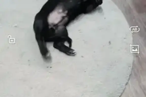 Собаки потеряшки, Тавда, фото: Потеряшка такса, ул. Гоголя 144, Тавда