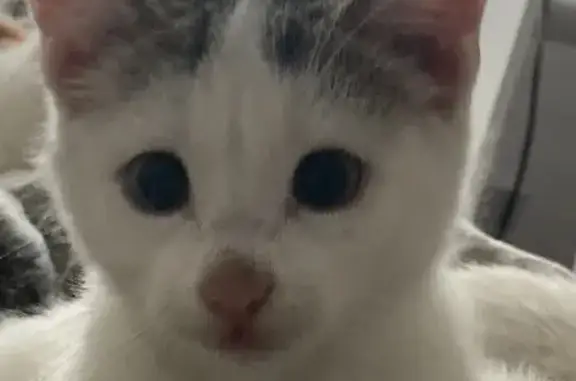 Пропали 3 кошки, Молодёжная ул., Краснотурьинск