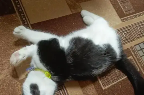 Пропал кот, Элиста, Калмыкия