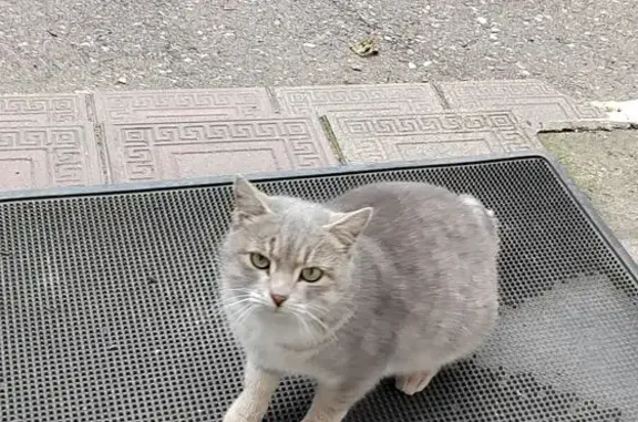 Найдена кошка, Махачкала, фото: Серая кошка найдена на Петра I, 19