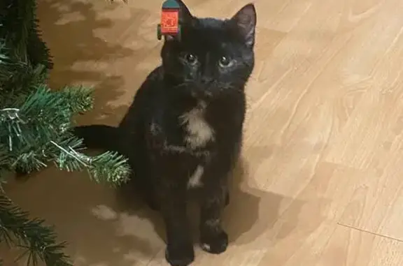 Найдена кошка, Лобня, фото: Кошка найдена: Юбилейная 8 к4, Лобня