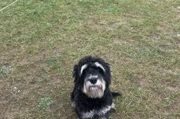 Пропала собака, Воронеж, ул. 65 лет Победы